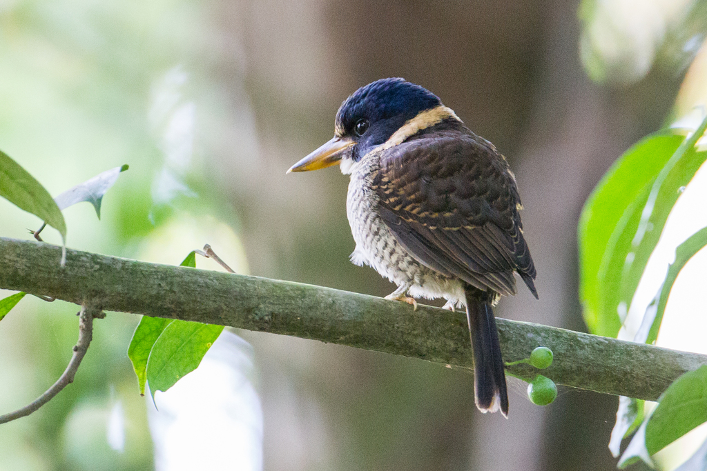 Scaly-Breasted Kingfisher
