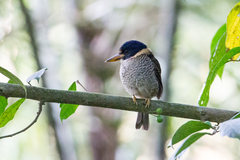 Actenoides princeps