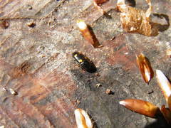 Glischrochilus hortensis