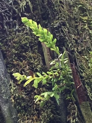 Tmesipteris lanceolata