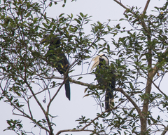 Anthracoceros malayanus