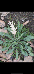 Magnoliopsida