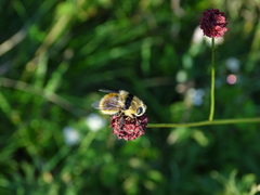 Cephenemyia stimulator
