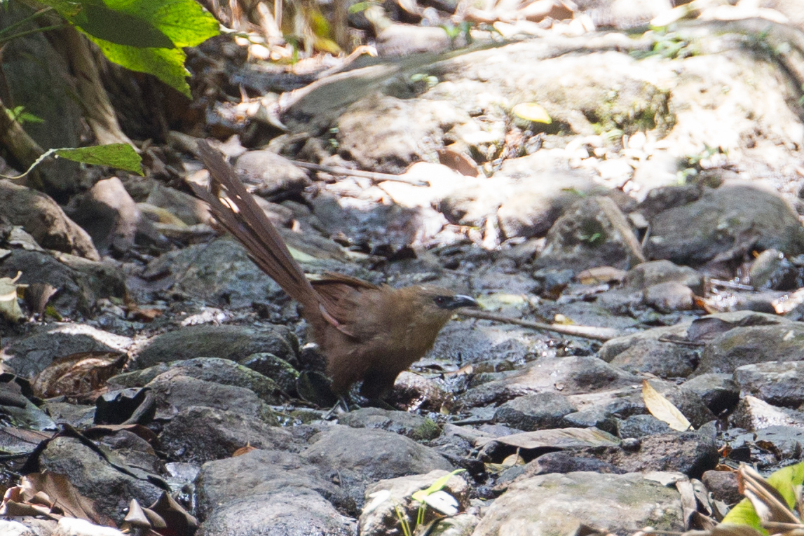 Bay Coucal (Centropus celebensis), photo 10