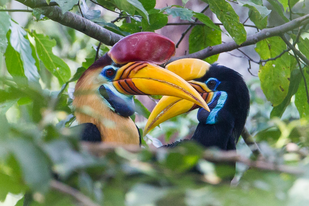 Knobbed Hornbill