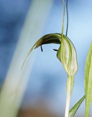 Pterostylis decurva