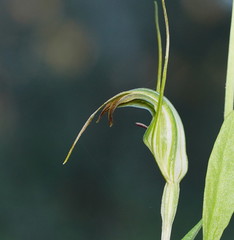 Pterostylis decurva