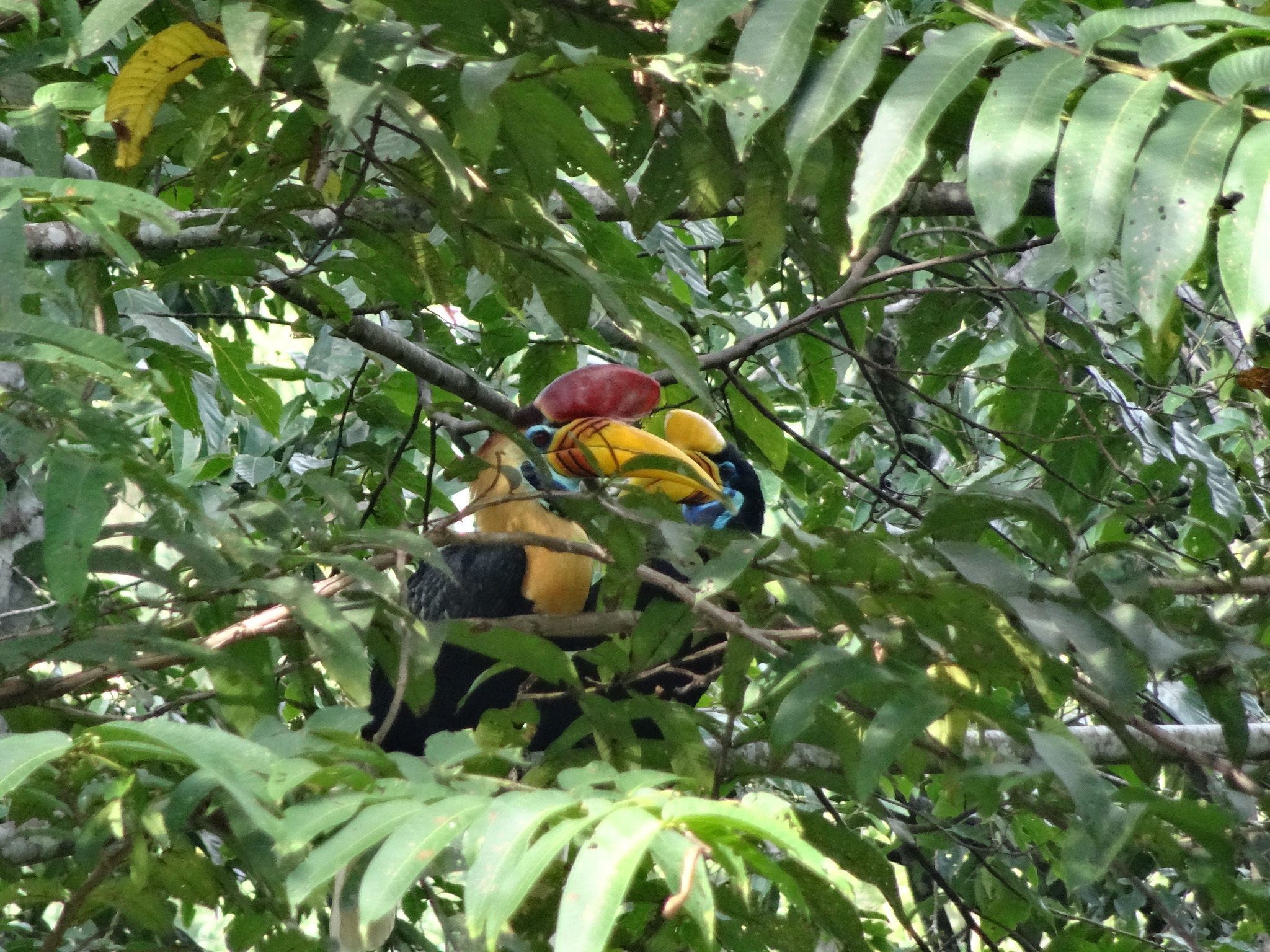 Knobbed Hornbill illustration