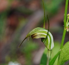 Pterostylis decurva