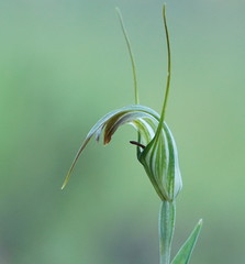 Pterostylis decurva