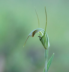 Pterostylis decurva