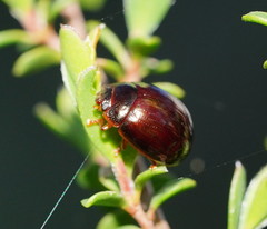 Paropsisterna rufipes