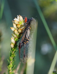 Yoyetta spectabilis