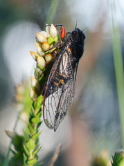 Yoyetta spectabilis
