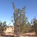 Dune Creosote Bush - Photo (c) rpmundo, some rights reserved (CC BY-NC), uploaded by rpmundo