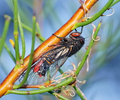 Yoyetta spectabilis