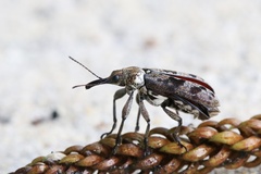 Isacanthodes