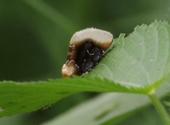 Chrysoecia scira