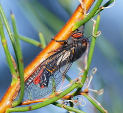 Yoyetta spectabilis