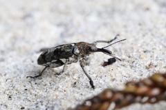 Isacanthodes