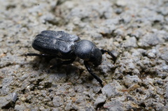 Clinterocera scabrosa