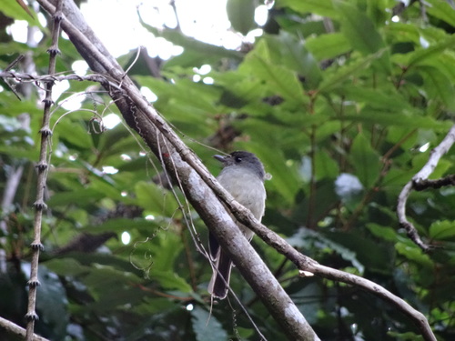 Matinan Blue Flycatcher (Eumyias sanfordi)