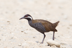 Gallirallus torquatus