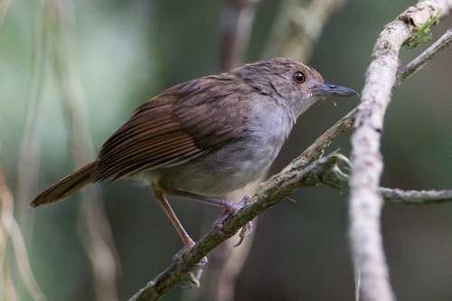 Sulawesi Babbler (Pellorneum celebense), photo 1