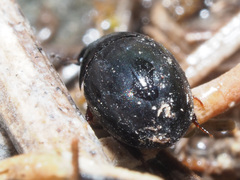 Coelostoma orbiculare