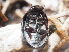 Coelostoma orbiculare