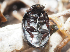 Coelostoma orbiculare