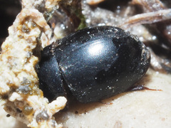 Coelostoma orbiculare