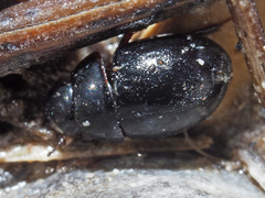 Coelostoma orbiculare