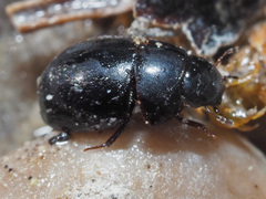 Coelostoma orbiculare