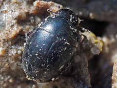 Coelostoma orbiculare