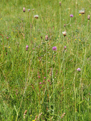 Cirsium tuberosum
