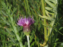 Cirsium tuberosum