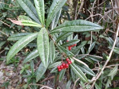 Ardisia lindleyana