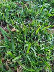 Stenotaphrum secundatum