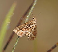 Melitulias graphicata