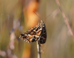 Melitulias graphicata