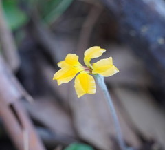 Goodenia hederacea alpestris