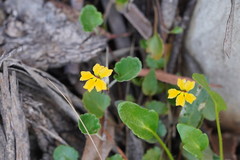 Goodenia hederacea alpestris