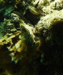 Malleus