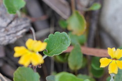 Goodenia hederacea alpestris