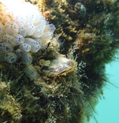 Malleus