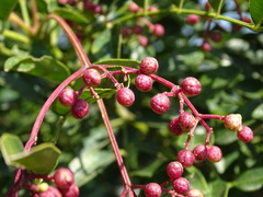 Zanthoxylum avicennae