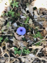 Ipomoea cairica