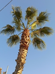 Trachycarpeae