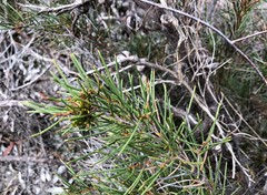 Hakea vittata